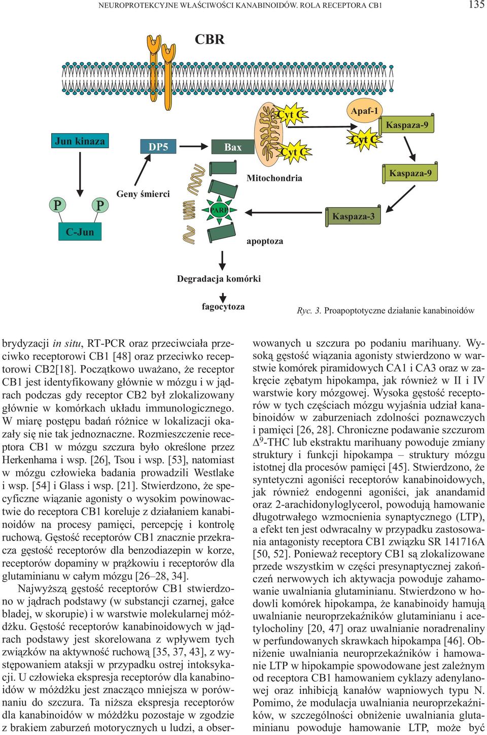 Proapoptotyczne dzia³anie kanabinoidów brydyzacji in situ, RT-PCR oraz przeciwcia³a przeciwko receptorowi CB1 [48] oraz przeciwko receptorowi CB2[18].