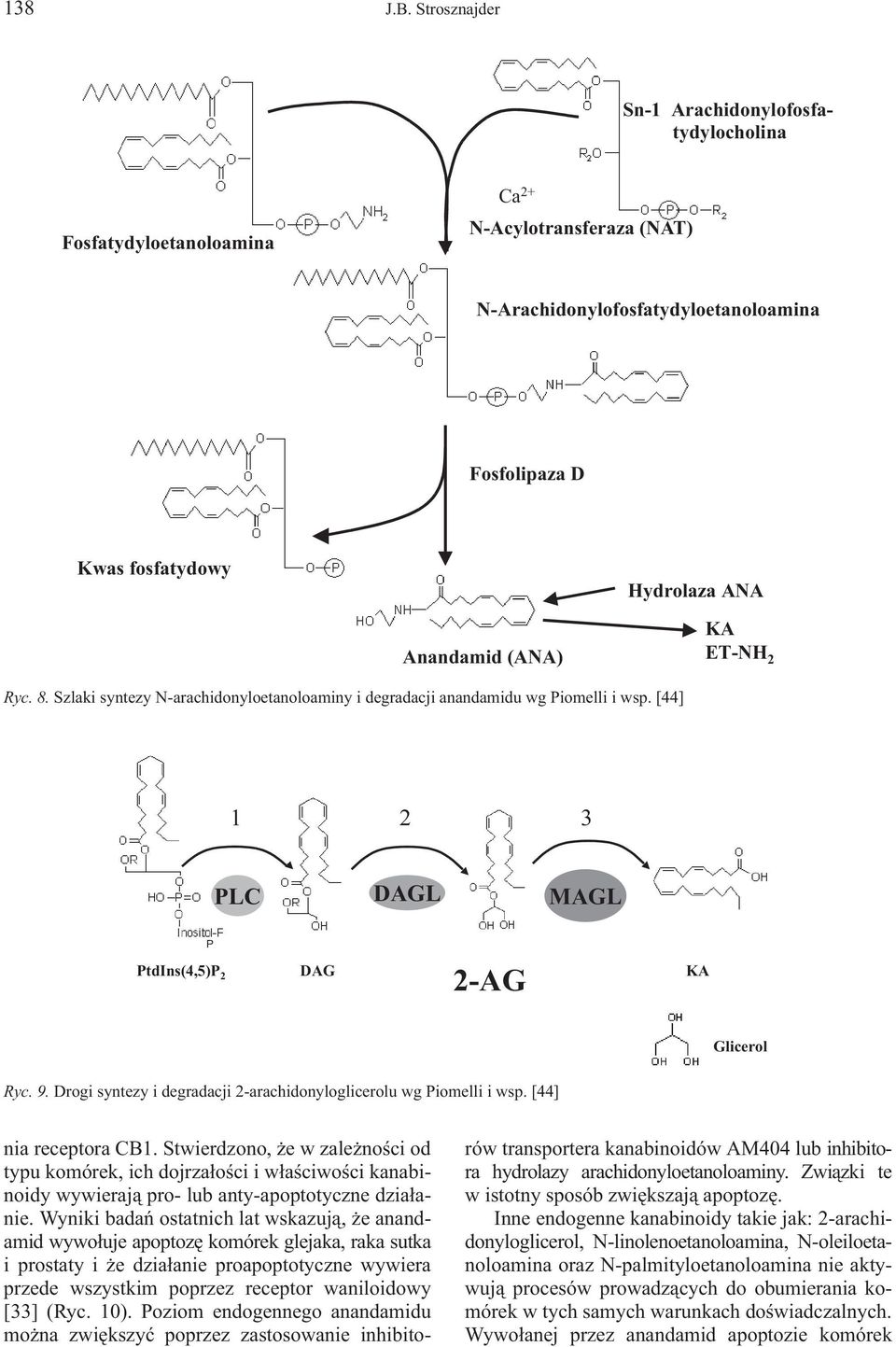 (ANA) KA ET-NH 2 Ryc. 8. Szlaki syntezy N-arachidonyloetanoloaminy i degradacji anandamidu wg Piomelli i wsp. [44] 1 2 3 PLC DAGL MAGL P PtdIns(4,5)P 2 DAG 2-AG KA Glicerol Ryc. 9.