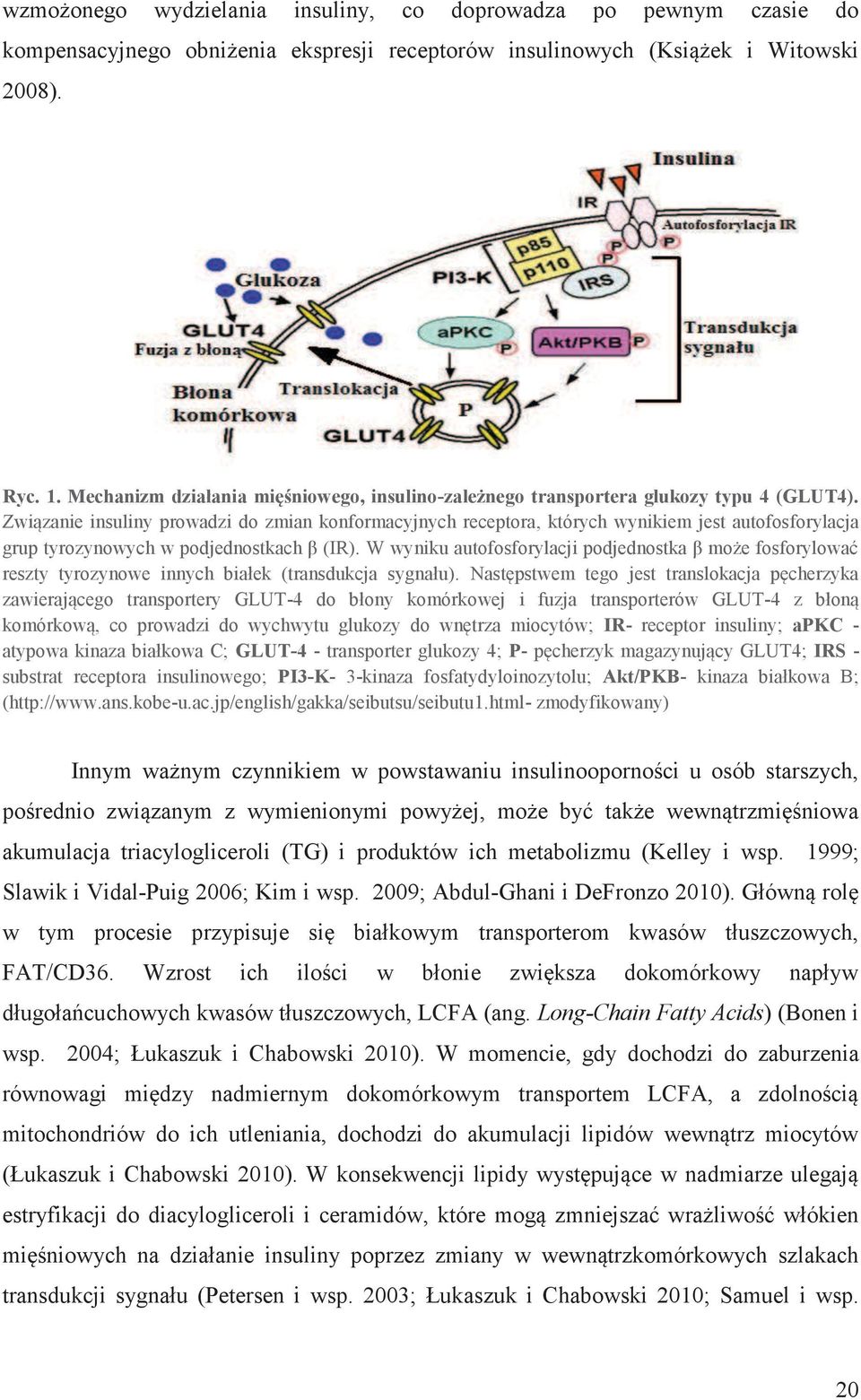 Związanie insuliny prowadzi do zmian konformacyjnych receptora, których wynikiem jest autofosforylacja grup tyrozynowych w podjednostkach β (IR).