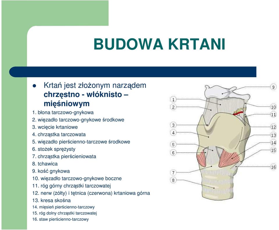 stoŝek spręŝysty 7. chrząstka pierścieniowata 8. tchawica 9. kość gnykowa 10. więzadło tarczowo-gnykowe boczne 11.