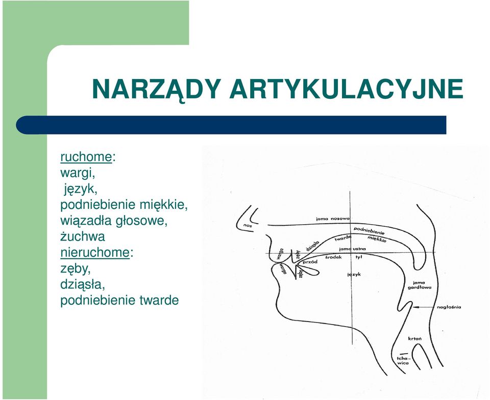 miękkie, wiązadła głosowe, Ŝuchwa
