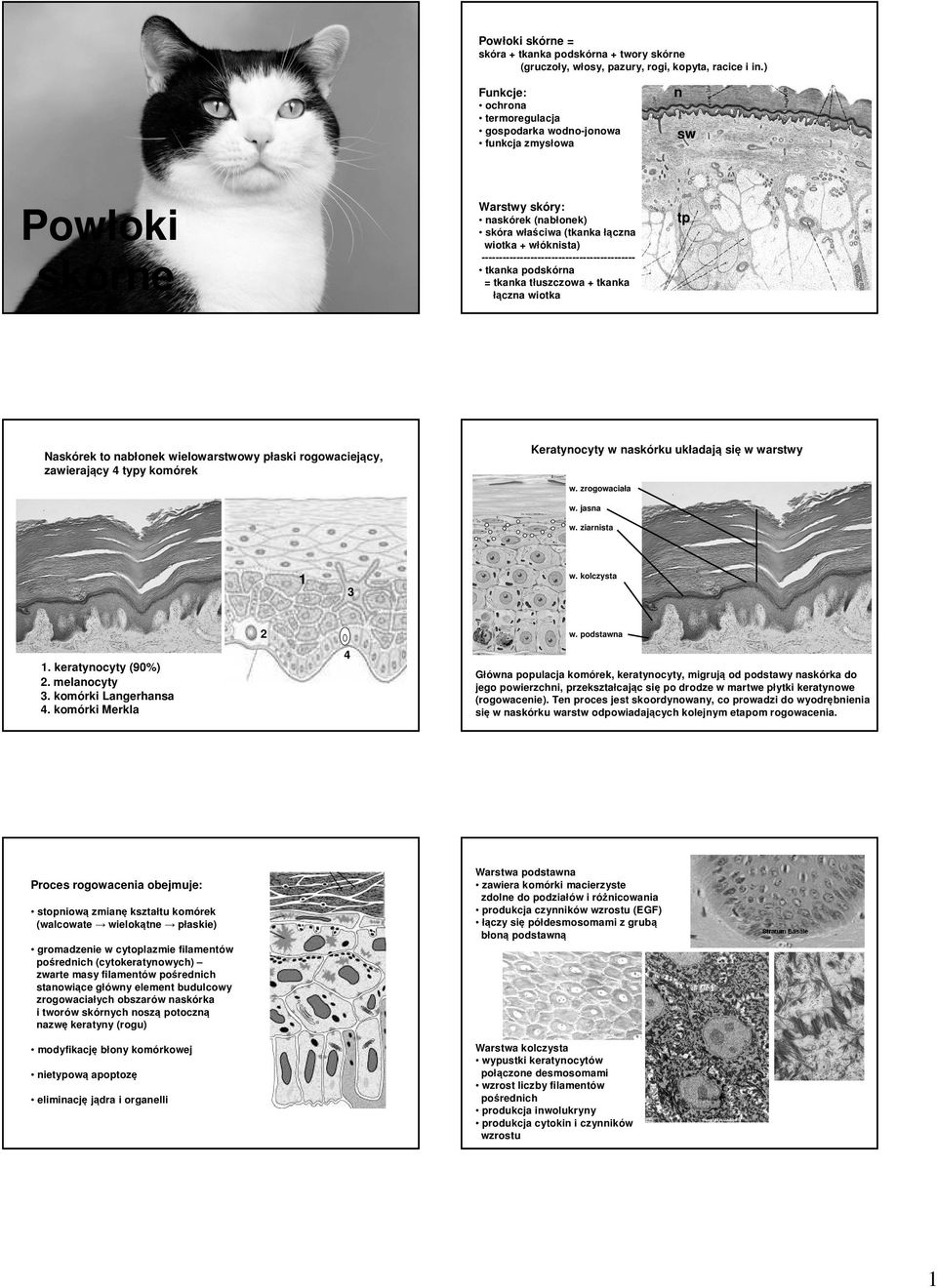 -------------------------------------------- tkanka podskórna = tkanka tłuszczowa + tkanka łączna wiotka tp Naskórek to nabłonek wielowarstwowy płaski rogowaciejący, zawierający 4 typy komórek