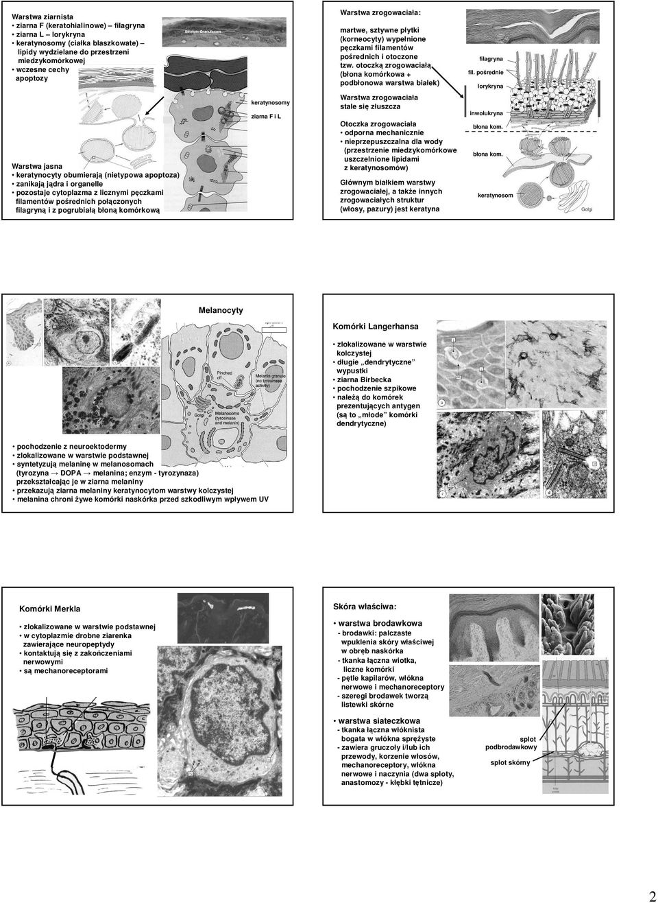 pośrednie lorykryna Warstwa jasna keratynocyty obumierają (nietypowa apoptoza) zanikają jądra i organelle pozostaje cytoplazma z licznymi pęczkami filamentów pośrednich połączonych filagryną i z