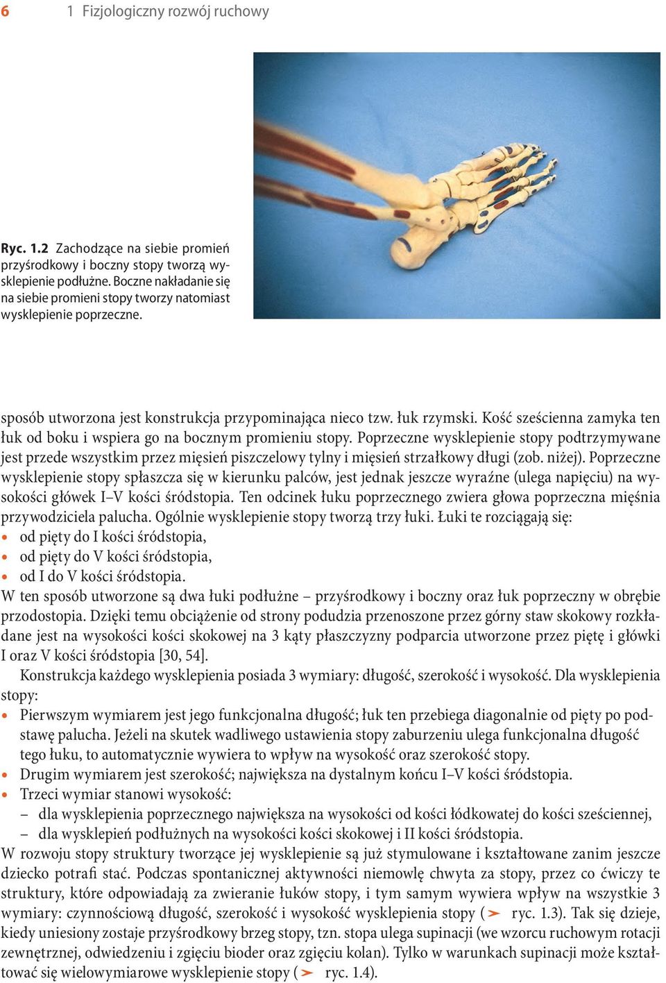 Kość sześcienna zamyka ten łuk od boku i wspiera go na bocznym promieniu stopy.