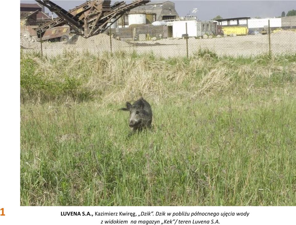 Dzik w pobliżu północnego