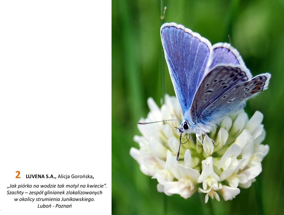 wodzie tak motyl na kwiecie.