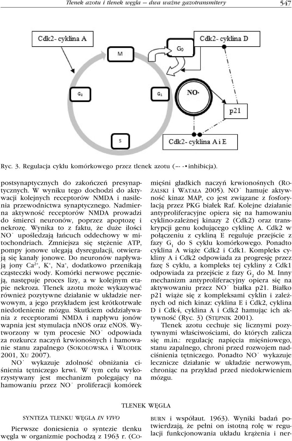 Wynika to z faktu, że duże ilości NO upośledzają łańcuch oddechowy w mitochondriach. Zmniejsza się stężenie ATP, pompy jonowe ulegają dysregulacji, otwierają się kanały jonowe.