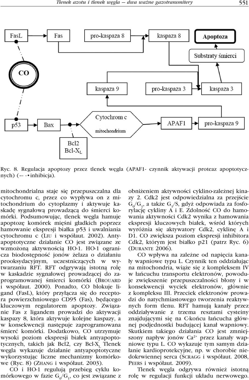 Podsumowując, tlenek węgla hamuje apoptozę komórek mięśni gładkich poprzez hamowanie ekspresji białka p53 i uwalniania cytochromu c (Liu i współaut. 2002).