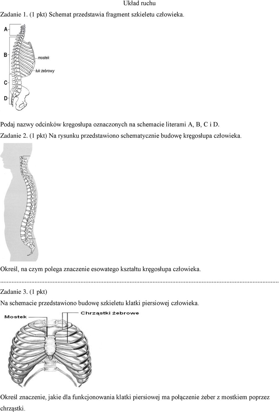 (1 pkt) Na rysunku przedstawiono schematycznie budowę kręgosłupa człowieka.