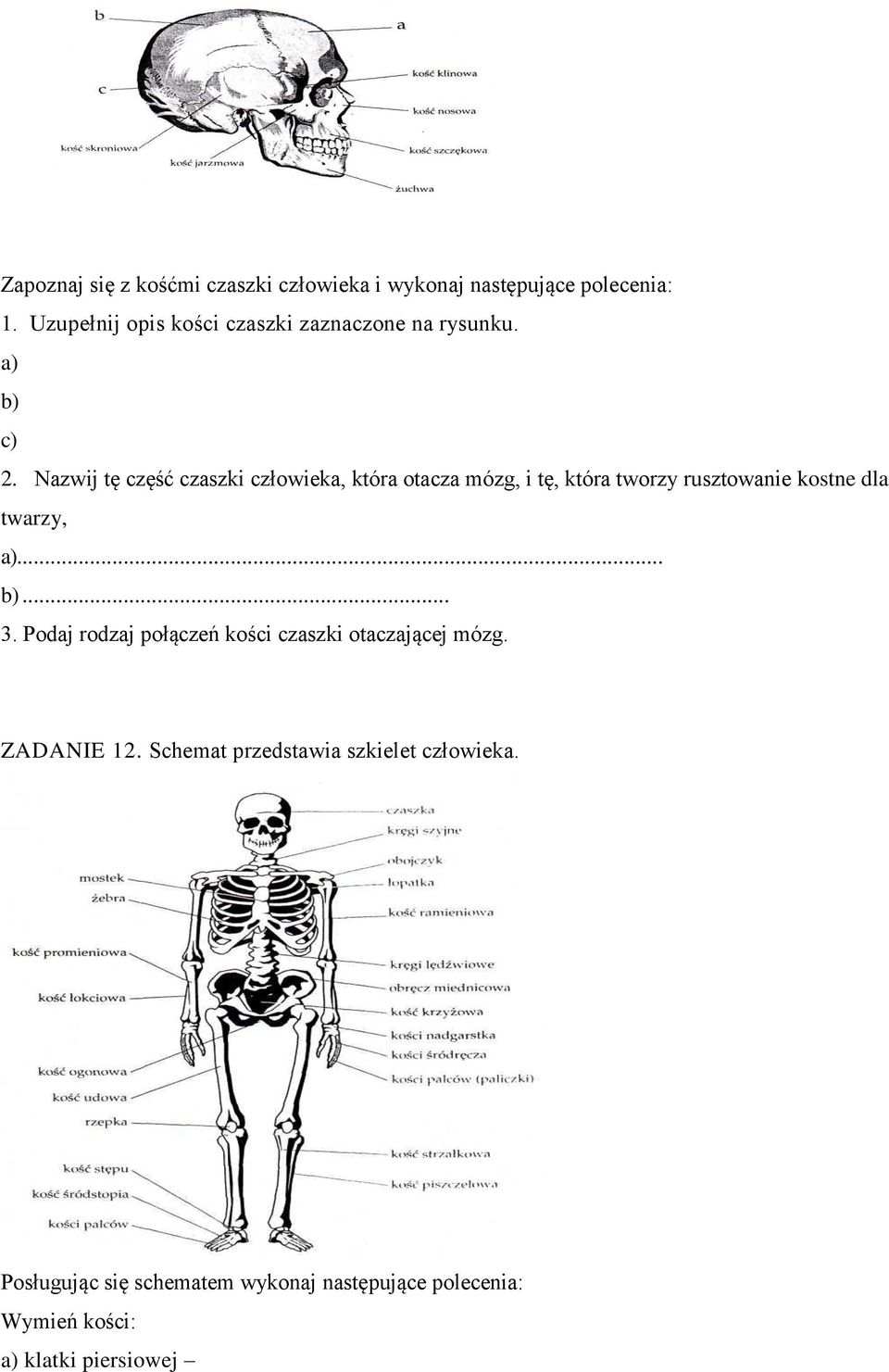 Nazwij tę część czaszki człowieka, która otacza mózg, i tę, która tworzy rusztowanie kostne dla twarzy, a)... b).