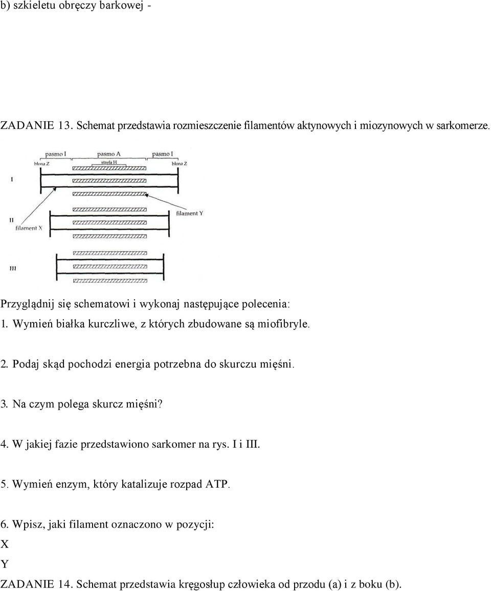 Podaj skąd pochodzi energia potrzebna do skurczu mięśni. 3. Na czym polega skurcz mięśni? 4. W jakiej fazie przedstawiono sarkomer na rys.