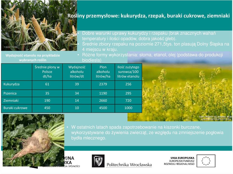 RóŜne formy wykorzystania: słoma, etanol, olej (podstawa do produkcji biodiesla) Wydajność alkoholu litrów/dt Plon alkoholu litrów/ha Ilość zużytego surowca/100 litrów etanolu Kukurydza 61 39