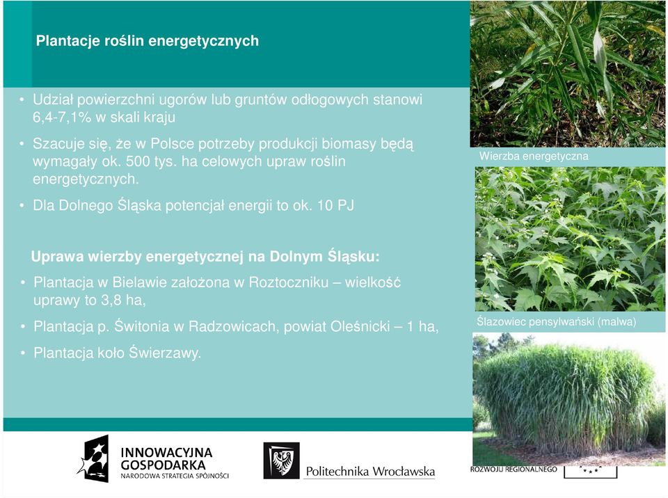 Wierzba energetyczna Dla Dolnego Śląska potencjał energii to ok.