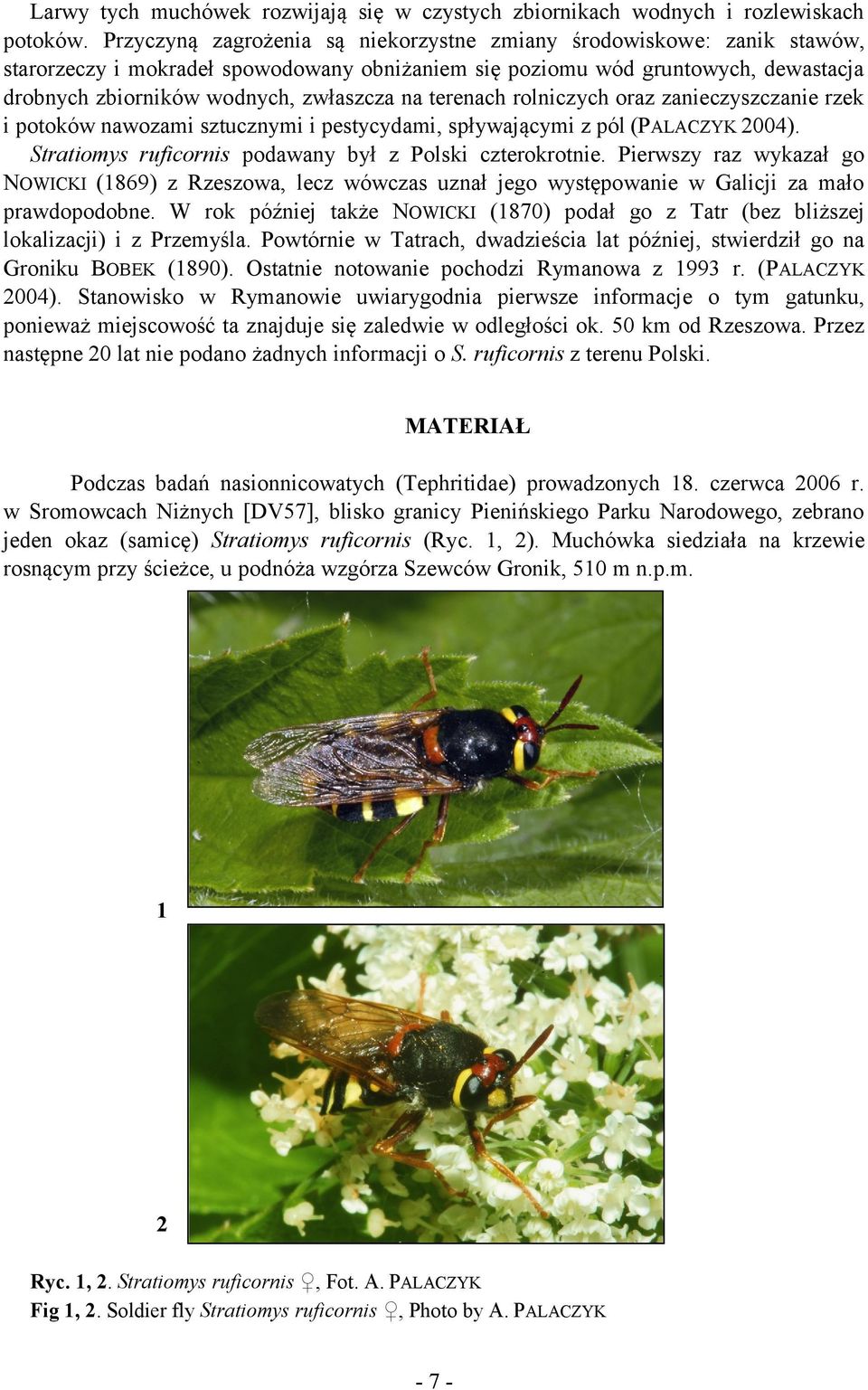 terenach rolniczych oraz zanieczyszczanie rzek i potoków nawozami sztucznymi i pestycydami, spływającymi z pól (PALACZYK 2004). Stratiomys ruficornis podawany był z Polski czterokrotnie.