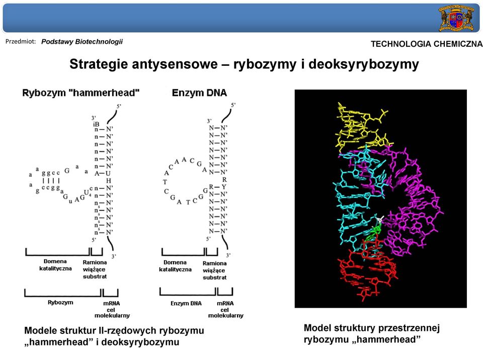 struktur II-rzędowych rybozymu hammerhead i