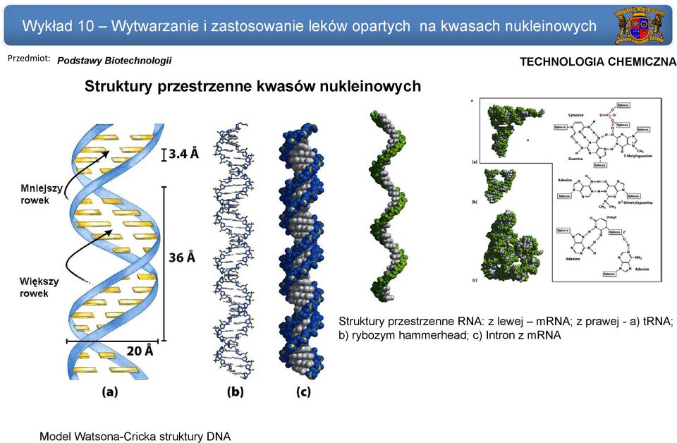 przestrzenne RNA: z lewej mrna; z prawej - a) trna; b)