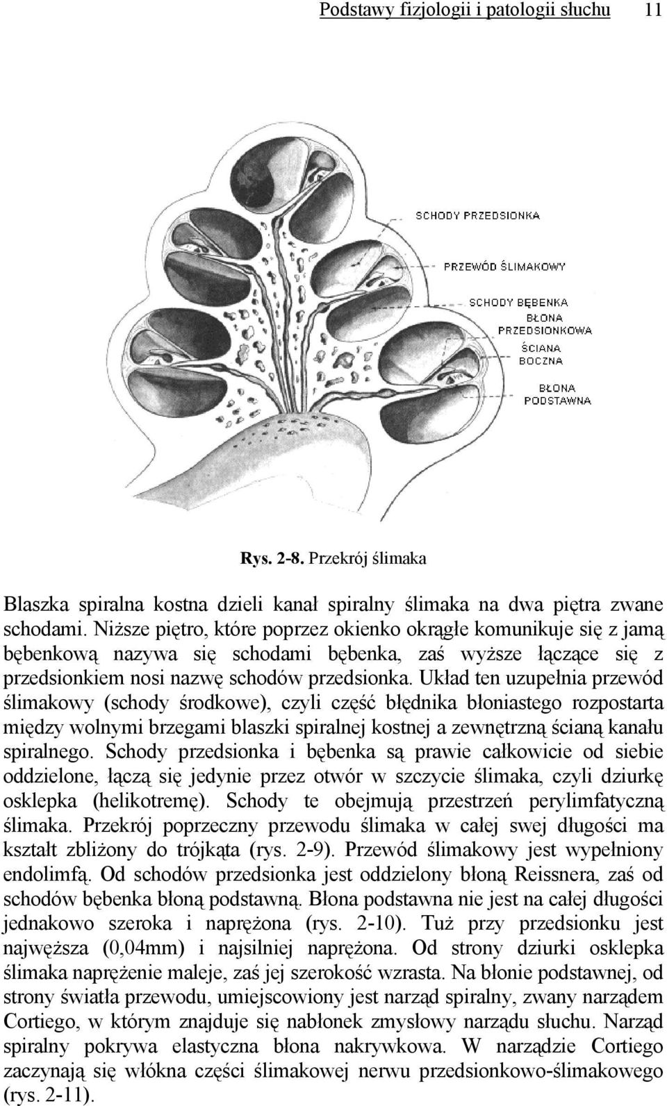 Układ ten uzupełnia przewód ślimakowy (schody środkowe), czyli część błędnika błoniastego rozpostarta między wolnymi brzegami blaszki spiralnej kostnej a zewnętrzną ścianą kanału spiralnego.