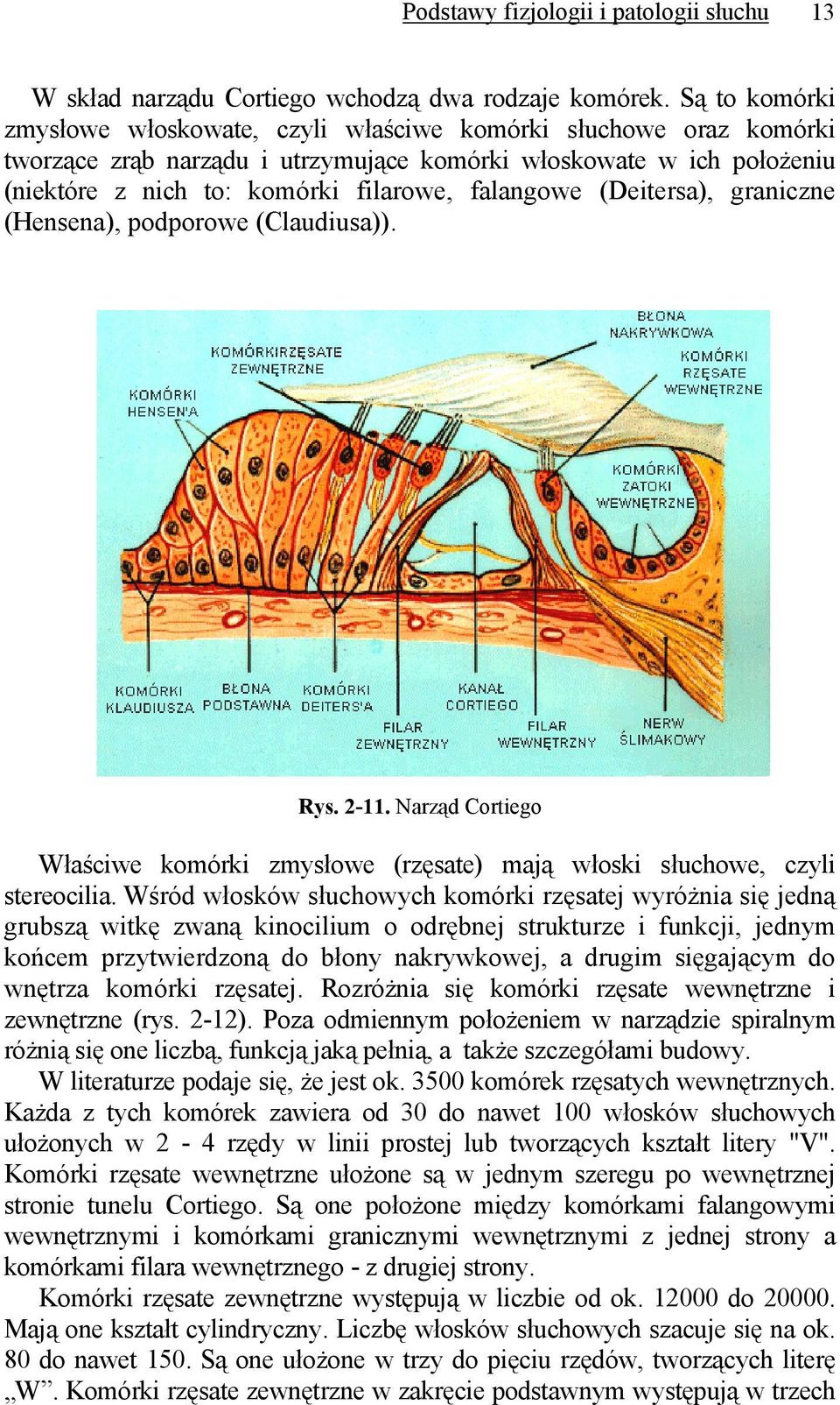 (Deitersa), graniczne (Hensena), podporowe (Claudiusa)). Rys. 2-11. Narząd Cortiego Właściwe komórki zmysłowe (rzęsate) mają włoski słuchowe, czyli stereocilia.