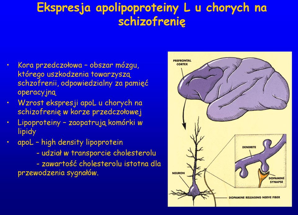 chorych na schizofrenię w korze przedczołowej Lipoproteiny zaopatrują komórki w lipidy apol high