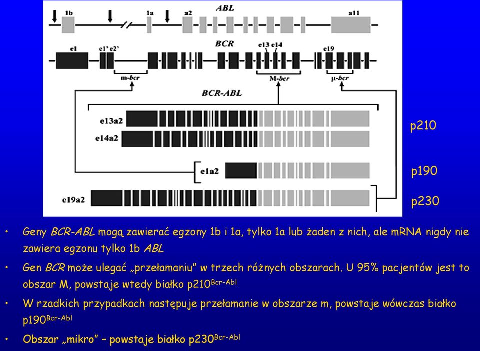U 95% pacjentów jest to obszar M, powstaje wtedy białko p210 Bcr-Abl W rzadkich przypadkach