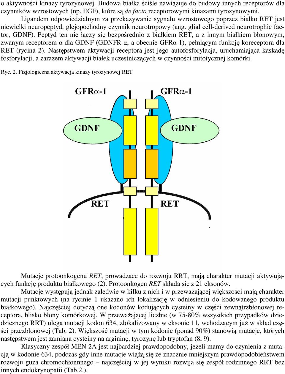 Peptyd ten nie łączy się bezpośrednio z białkiem RET, a z innym białkiem błonowym, zwanym receptorem α dla GDNF (GDNFR-α, a obecnie GFRα-1), pełniącym funkcję koreceptora dla RET (rycina 2).