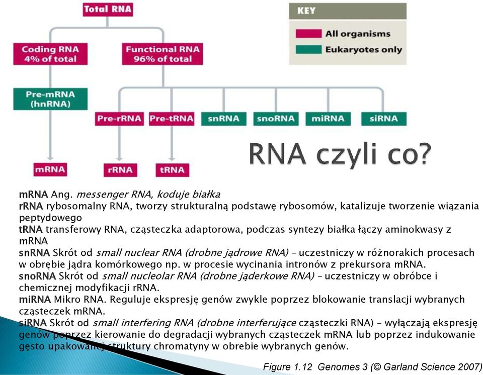 białka łączy aminokwasy z mrna snrna Skrót od small nuclear RNA (drobne jądrowe RNA) uczestniczy w różnorakich procesach w obrębie jądra komórkowego np.