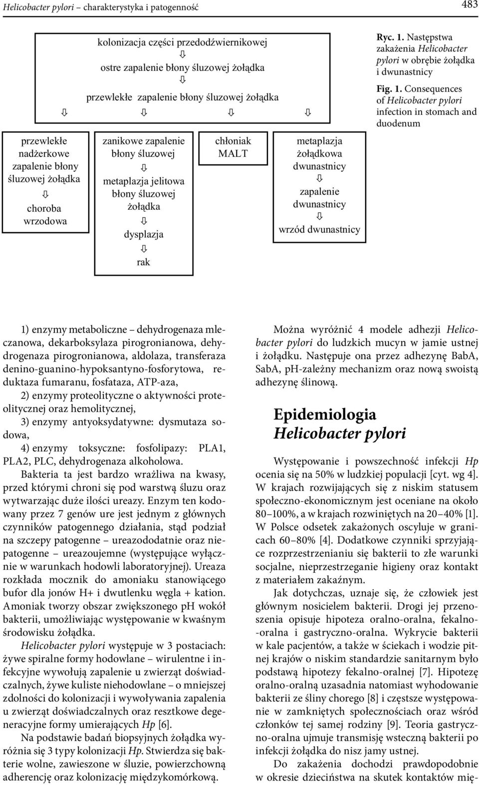 metaplazja jelitowa błony śluzowej żołądka dysplazja rak chłoniak MALT metaplazja żołądkowa dwunastnicy zapalenie dwunastnicy wrzód dwunastnicy Ryc. 1.