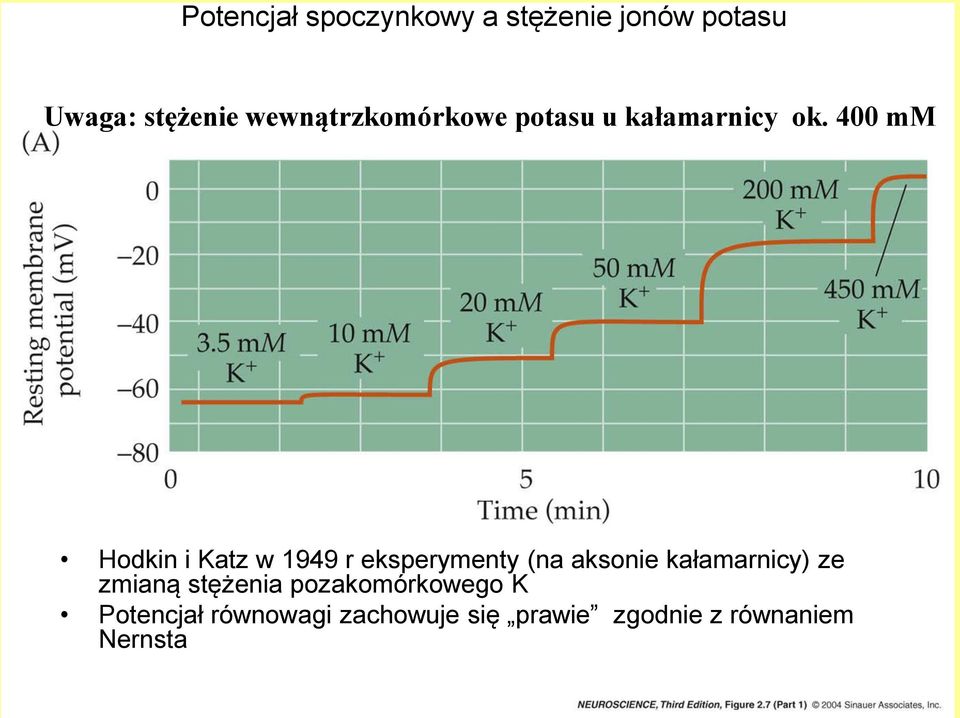 400 mm Hodkin i Katz w 1949 r eksperymenty (na aksonie kałamarnicy)
