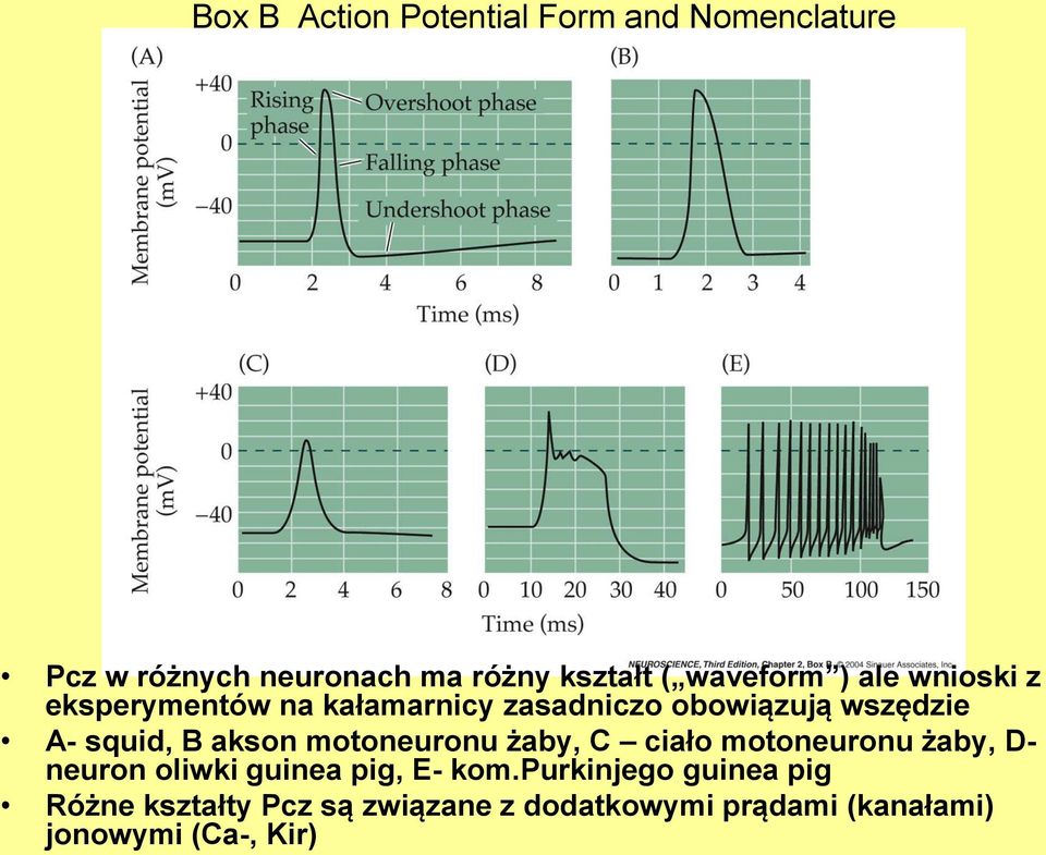 squid, B akson motoneuronu żaby, C ciało motoneuronu żaby, D- neuron oliwki guinea pig, E-