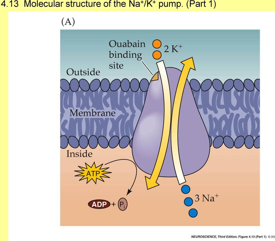 structure of