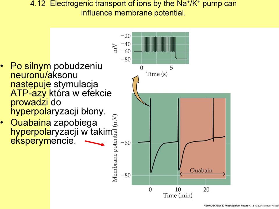 Po silnym pobudzeniu neuronu/aksonu następuje stymulacja ATP-azy