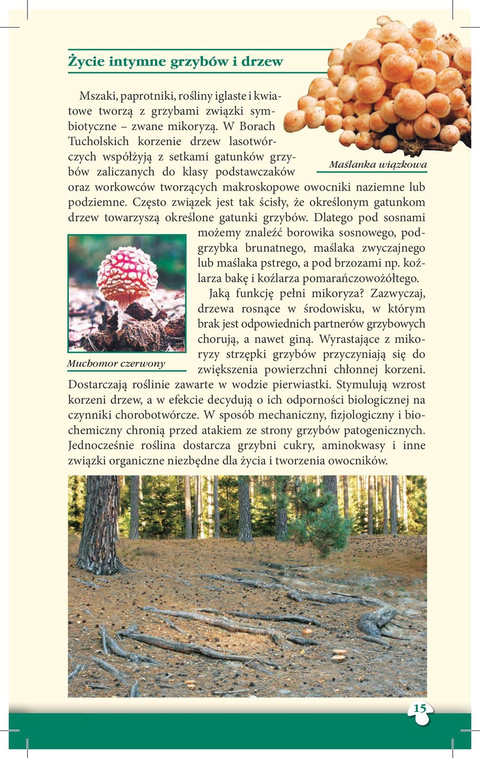 owocniki naziemne lub podziemne. Często związek jest tak ścisły, że określonym gatunkom drzew towarzyszą określone gatunki grzybów.