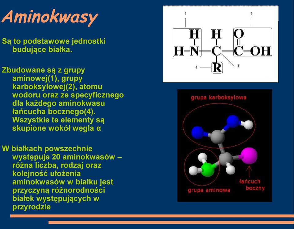 aminokwasu łańcucha bocznego(4).