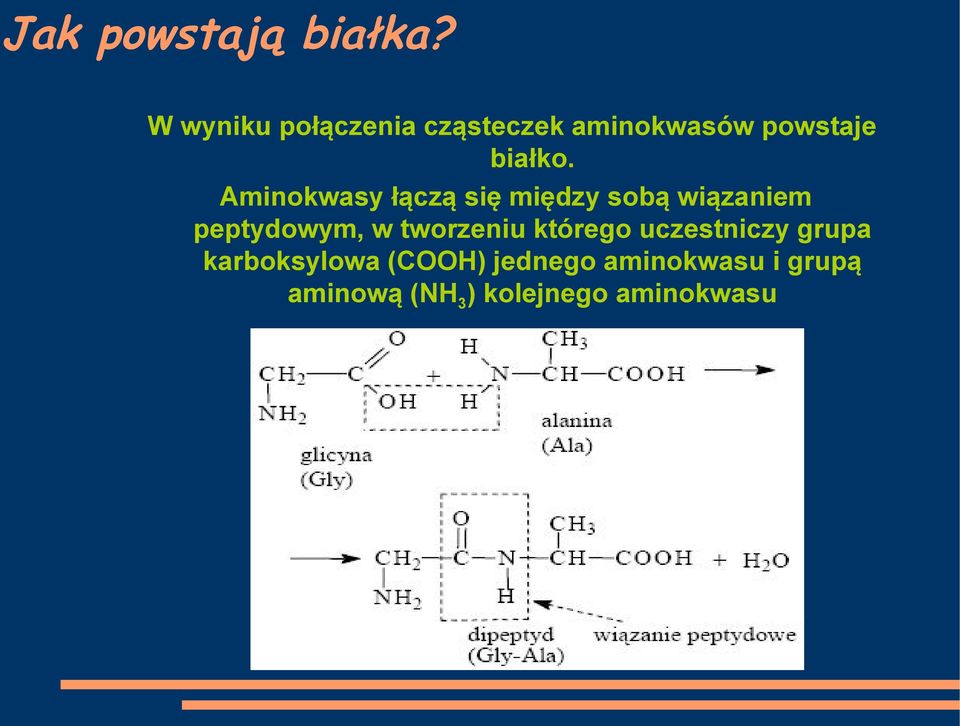 Aminokwasy łączą się między sobą wiązaniem peptydowym, w