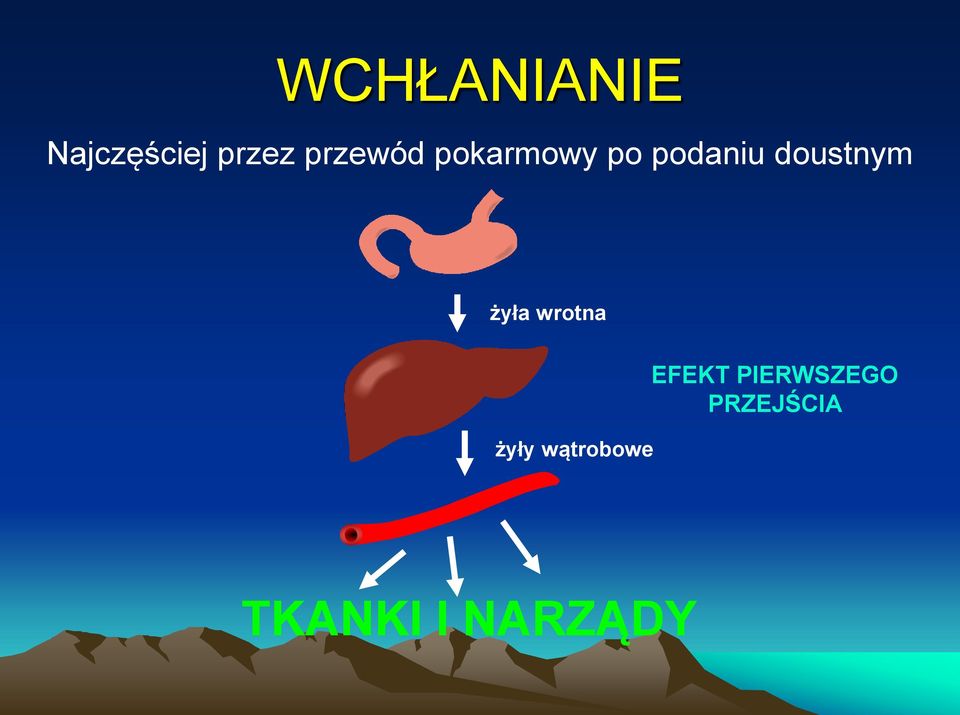 doustnym żyła wrotna żyły