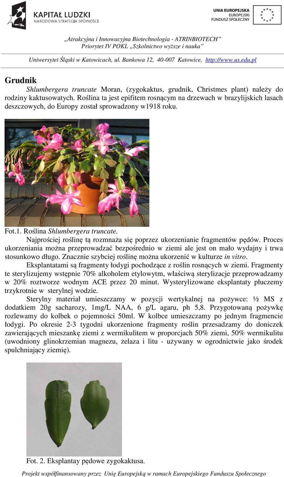 Najprościej roślinę tą rozmnaża się poprzez ukorzenianie fragmentów pędów. Proces ukorzeniania można przeprowadzać bezpośrednio w ziemi ale jest on mało wydajny i trwa stosunkowo długo.