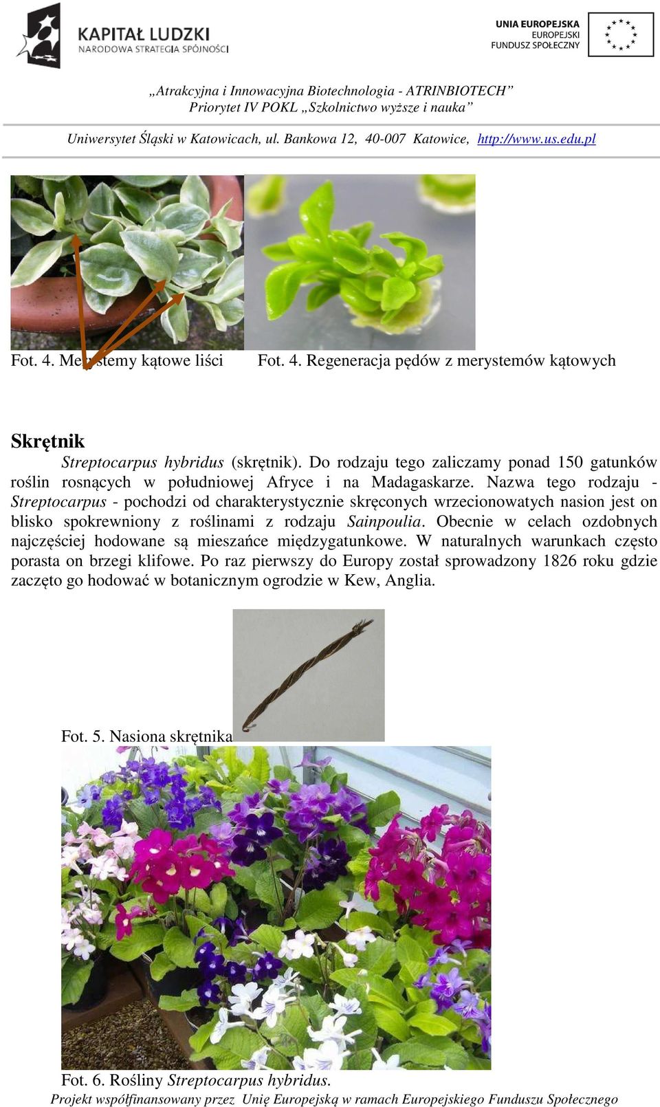 Nazwa tego rodzaju - Streptocarpus - pochodzi od charakterystycznie skręconych wrzecionowatych nasion jest on blisko spokrewniony z roślinami z rodzaju Sainpoulia.