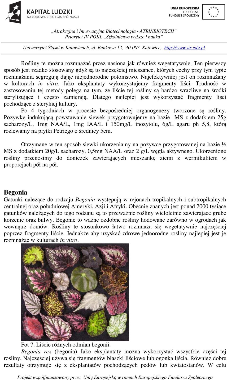 Najefektywniej jest on rozmnażany w kulturach in vitro. Jako eksplantaty wykorzystujemy fragmenty liści.