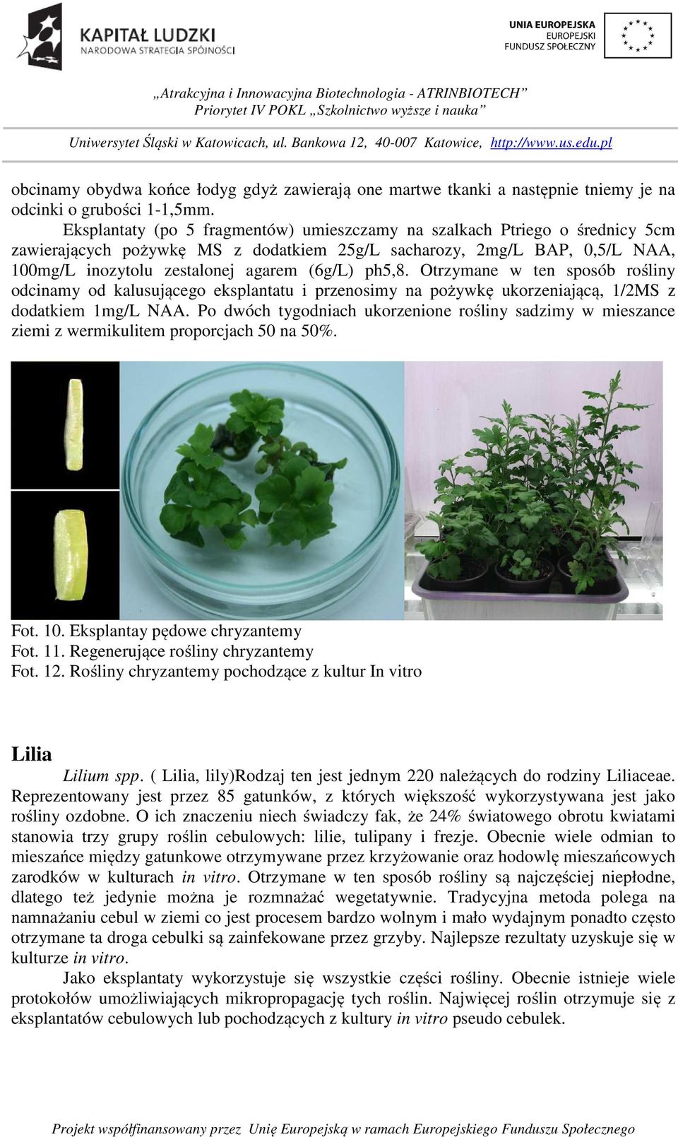 ph5,8. Otrzymane w ten sposób rośliny odcinamy od kalusującego eksplantatu i przenosimy na pożywkę ukorzeniającą, 1/2MS z dodatkiem 1mg/L NAA.