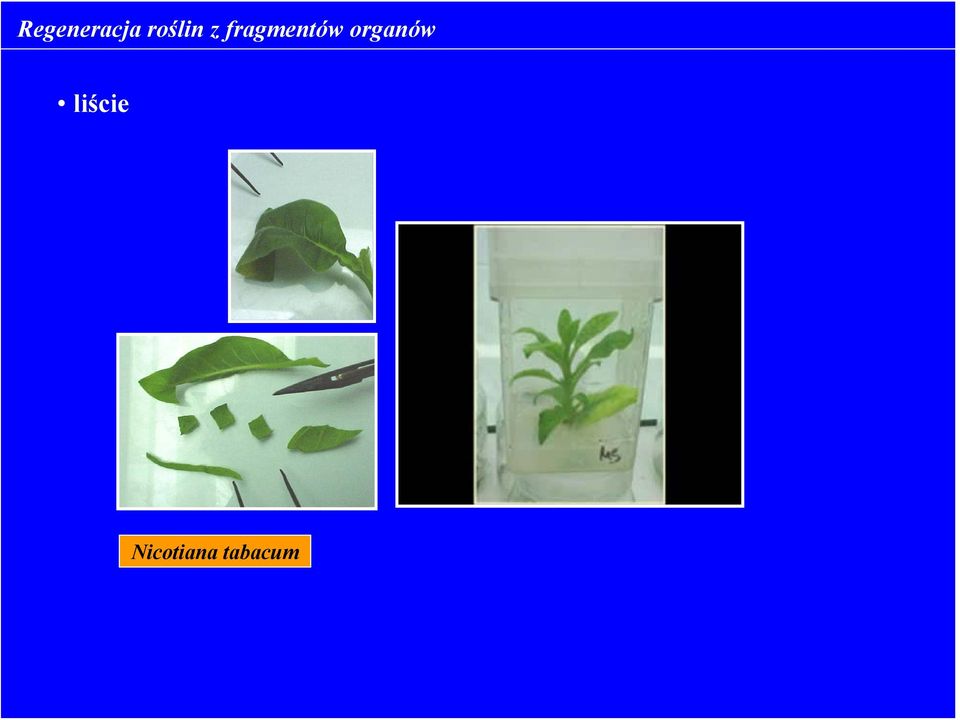 fragmentów