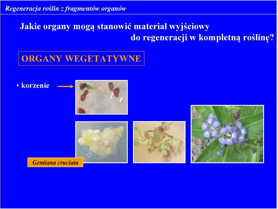 wyjściowy do regeneracji w kompletną