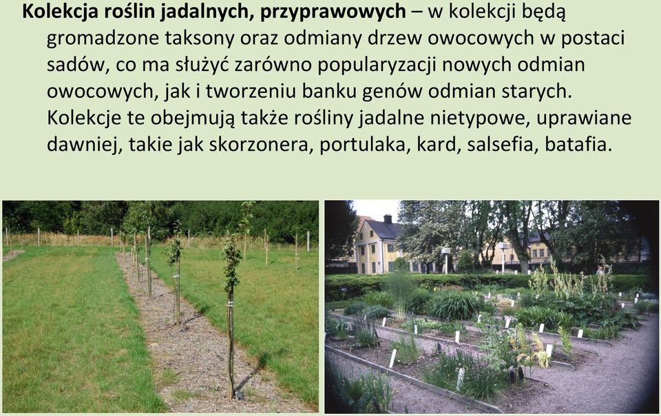 owocowych, jak i tworzeniu banku genów odmian starych.