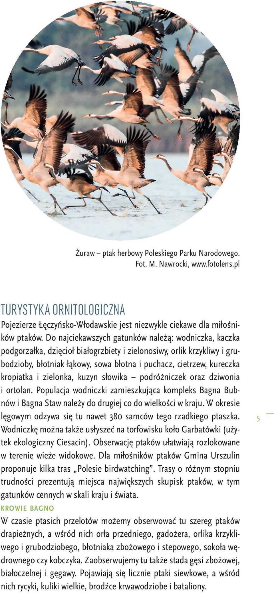 kropiatka i zielonka, kuzyn słowika podróżniczek oraz dziwonia i ortolan. Populacja wodniczki zamieszkująca kompleks Bagna Bubnów i Bagna Staw należy do drugiej co do wielkości w kraju.