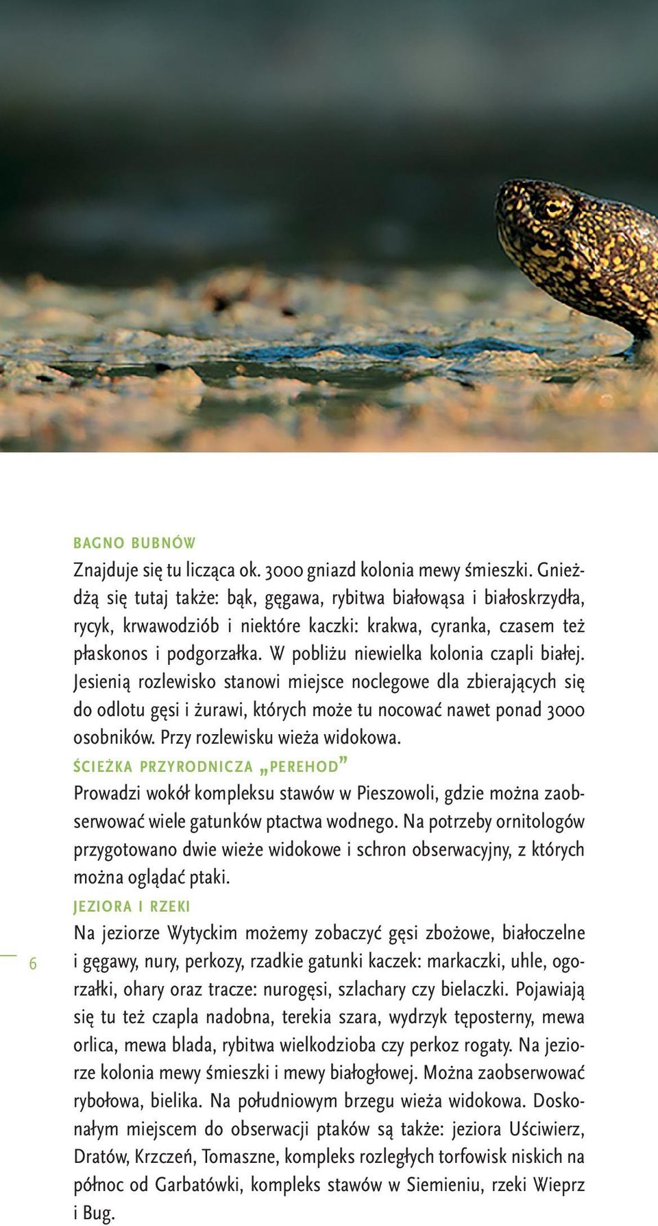W pobliżu niewielka kolonia czapli białej. Jesienią rozlewisko stanowi miejsce noclegowe dla zbierających się do odlotu gęsi i żurawi, których może tu nocować nawet ponad 3000 osobników.