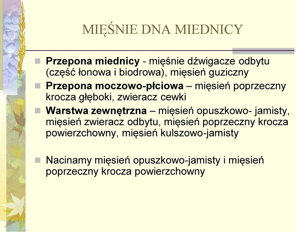 zewnętrzna mięsień opuszkowo- jamisty, mięsień zwieracz odbytu, mięsień poprzeczny krocza