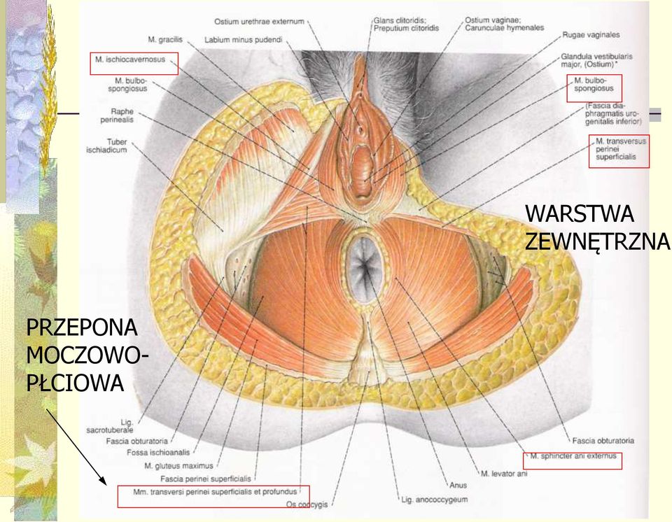 PŁCIOWA