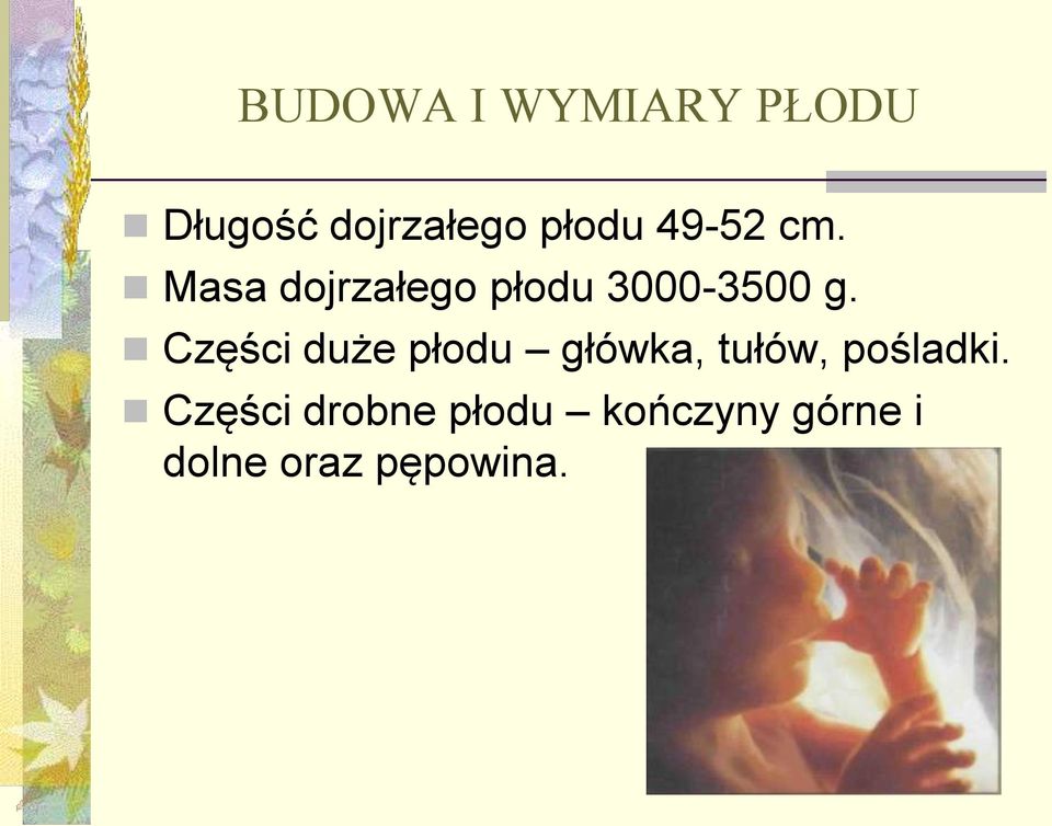 Części duże płodu główka, tułów, pośladki.