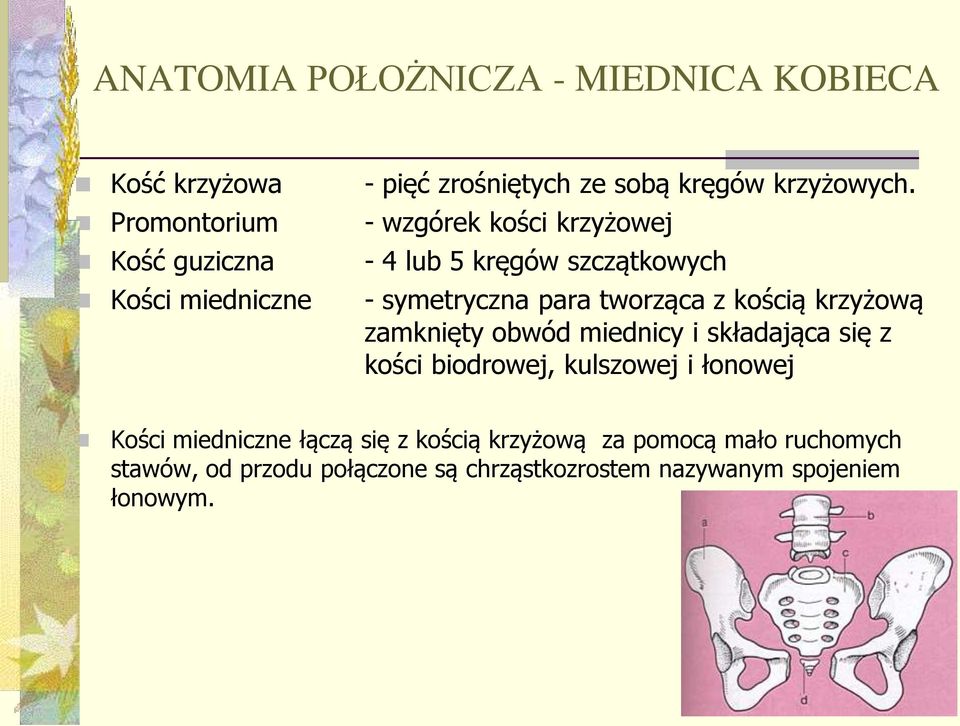 para tworząca z kością krzyżową zamknięty obwód miednicy i składająca się z kości biodrowej, kulszowej i łonowej