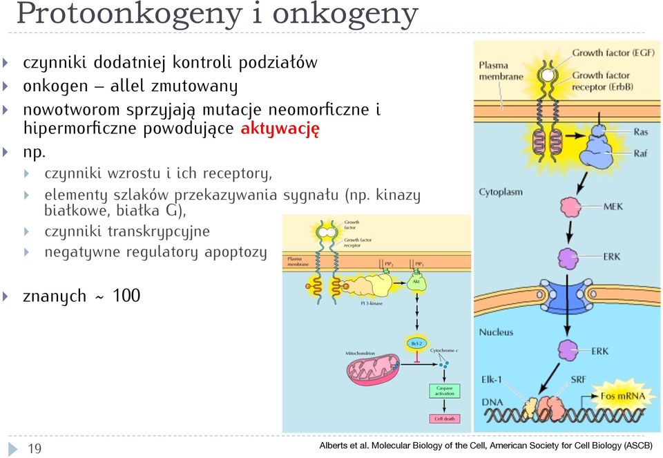 czynniki wzrostu i ich receptory, elementy szlaków przekazywania sygnału (np.