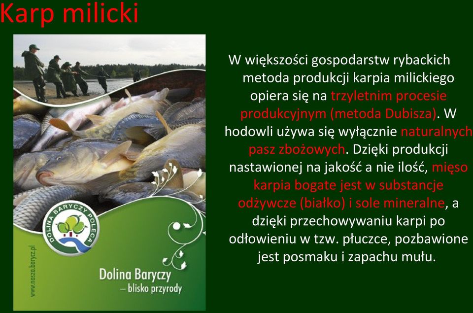 Dzięki produkcji nastawionej na jakość a nie ilość, mięso karpia bogate jest w substancje odżywcze (białko)